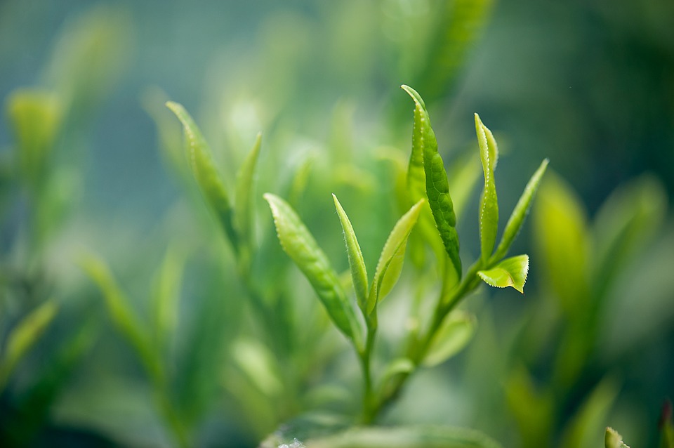 绿茶提取物或能促进肠道健康并帮助降低血糖水平