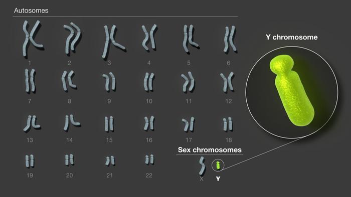 人类Y染色体的组装和分析完成