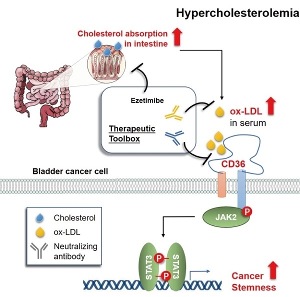 什么是高胆固醇血症的症状 1-21091509391I00.jpg